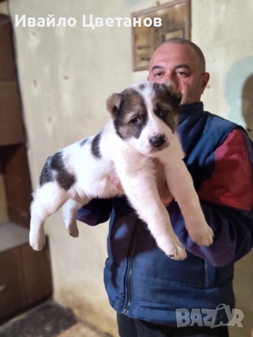 Алабай, снимка 8 - Средноазиатска овчарка - 53174361