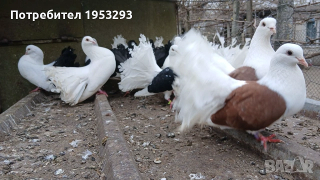 Фенерлий много красиви , снимка 6 - Гълъби - 54163174