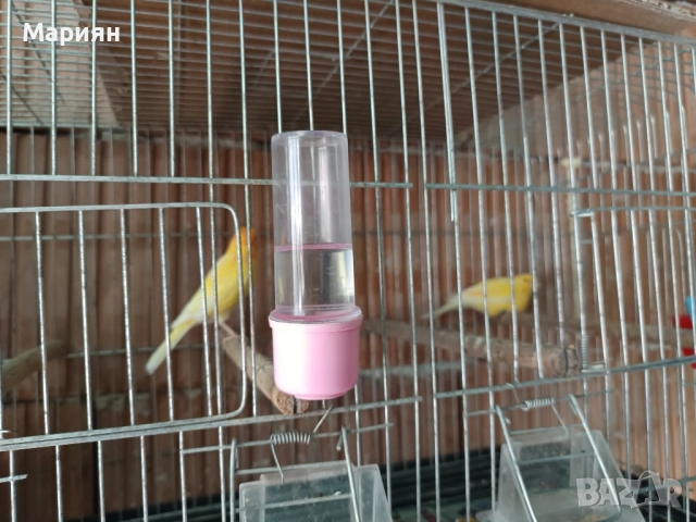 канари Орфей , снимка 3 - Канари - 51730597