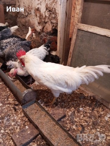 петлета и пилета различни породи , снимка 2 - Кокошки и пуйки - 44159031