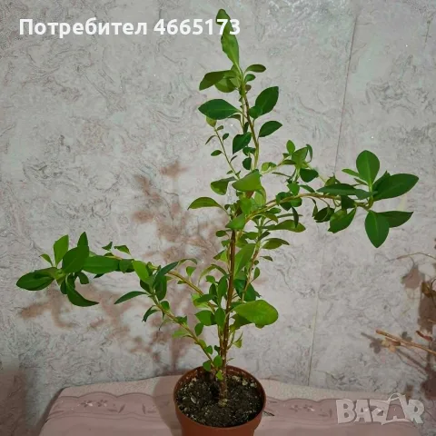 Еуфорбия/Христов венец Цвете, снимка 2 - Стайни растения - 54742956