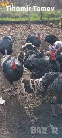 продавам домашно гледани пуйки пуяци за празниците , снимка 14 - Кокошки и пуйки - 51832484