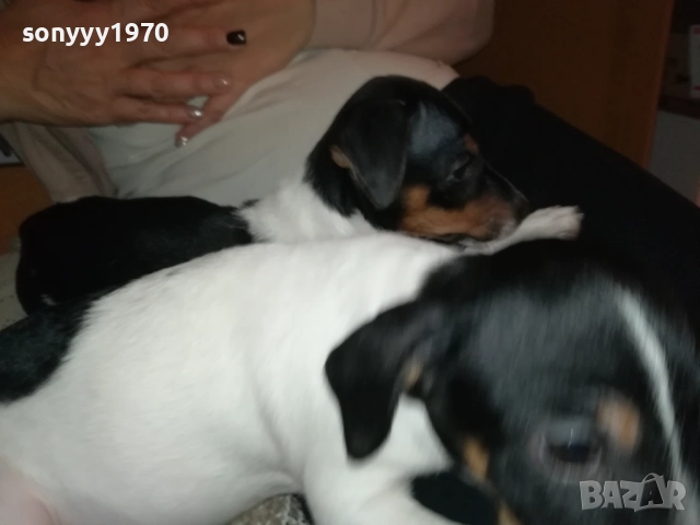 бебе джак-женско 2810251642, снимка 8 - Джак ръсел териер - 52213728