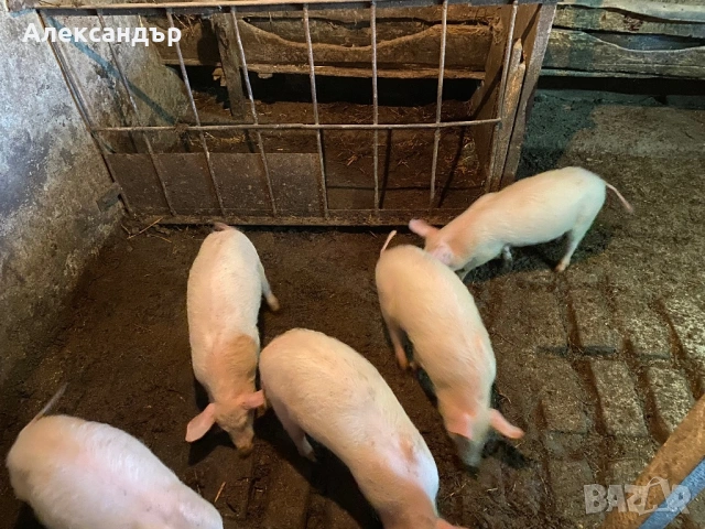 Продаваме малки прасенца