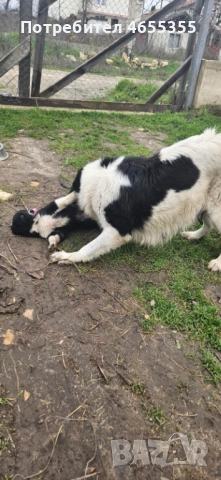 Каракачански кученца, снимка 10 - Каракачанска овчарка - 52467039