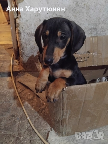 Продавам две мъжки дакелчета , снимка 5 - Дакели - 52593885