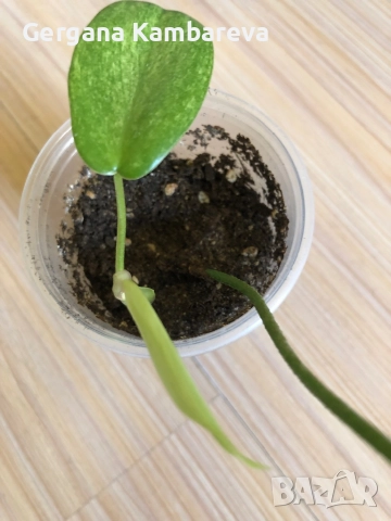 Philodendron Florida Ghost , снимка 2 - Стайни растения - 51750994