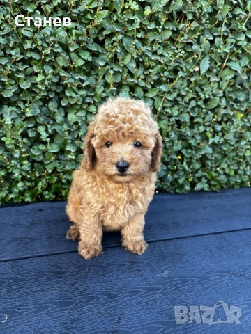 Мини пудели / Mini Poodles, снимка 8 - Пудели - 56439896