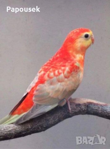 Пойни Папагали, снимка 7 - Папагали - 42485467