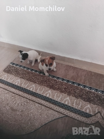 Mini Pinceri, снимка 1