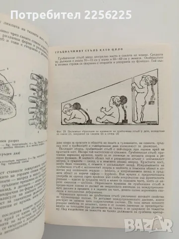 Анатомия на човека, снимка 3 - Специализирана литература - 55812032