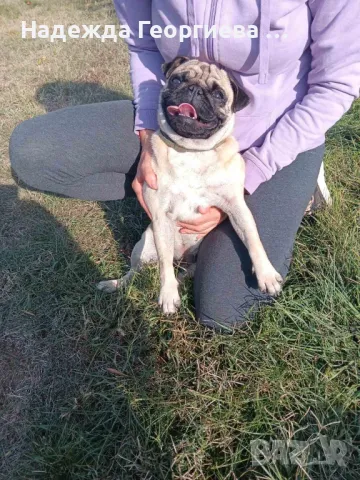 Куче Мопс - Пъг Клара