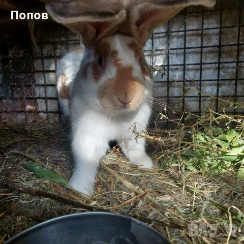 Продавам  зайци, снимка 2 - За селскостопански - 55832827