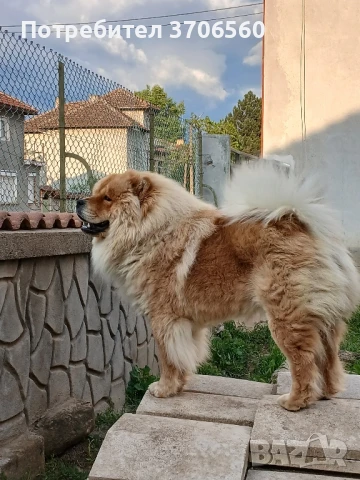 Чао Чао мъжки за разплод ДОГОВАРЯНЕ, снимка 3 - Чау Чау - 50707329