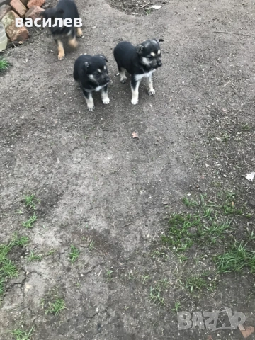 немска овчарка