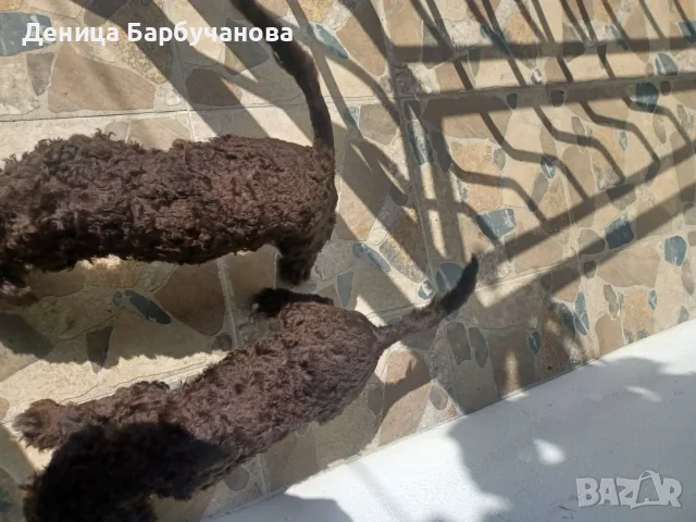 Кученца порода Лагото, снимка 2 - За кучета - 55875331