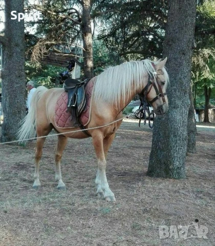 Ездитен кон Аблай Хан, снимка 5 - Коне - 51147186