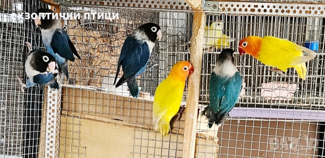 Продавам 2 двойки Неразделки , снимка 5 - Папагали - 52678957