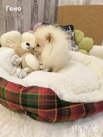 Продавам Померан 