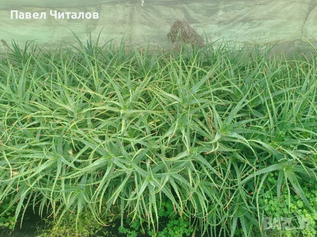 Алое Вера в саксия