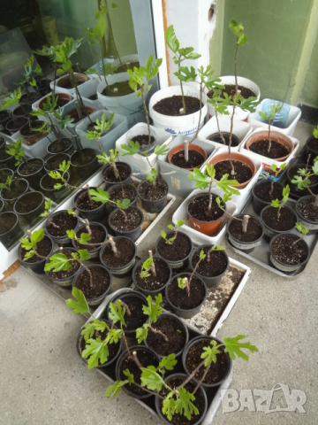 Смокини - 2 сорта - Блек Мишън и Брънсуик, снимка 6 - Разсади - 54092194