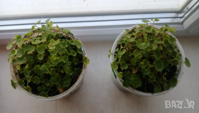 Продавам есенен разсад на Кампанула – синя и бяла, снимка 2 - Разсади - 50508983