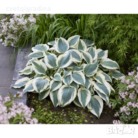 Hosta Firn Line (Хоста Снежна линия), снимка 3 - Градински цветя и растения - 50765512
