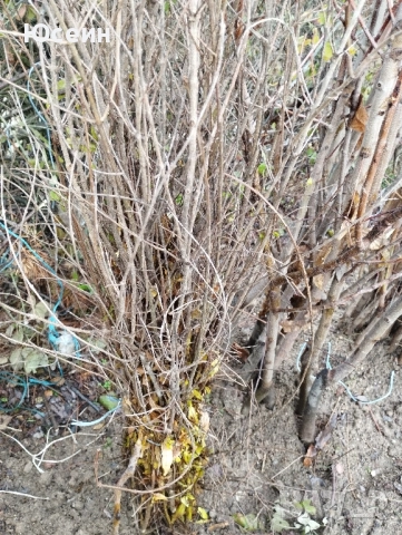 Фиданки от нар( дървовиден), снимка 2 - Разсади - 52569976