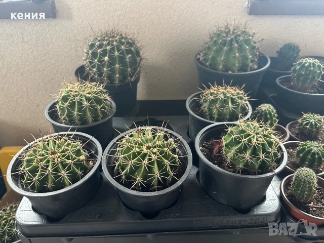 Кактуси -различни размери , снимка 3 - Стайни растения - 53933143