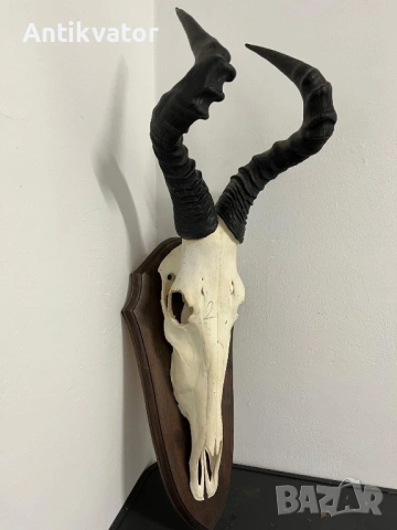 Трофей Хартебесет Африка, лов и риболов