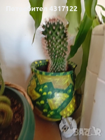 Кактус кактускактус