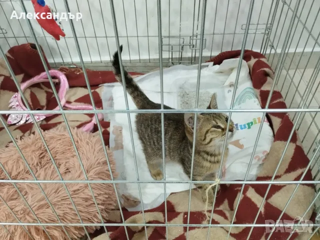 Подарявам Коте - Спешно