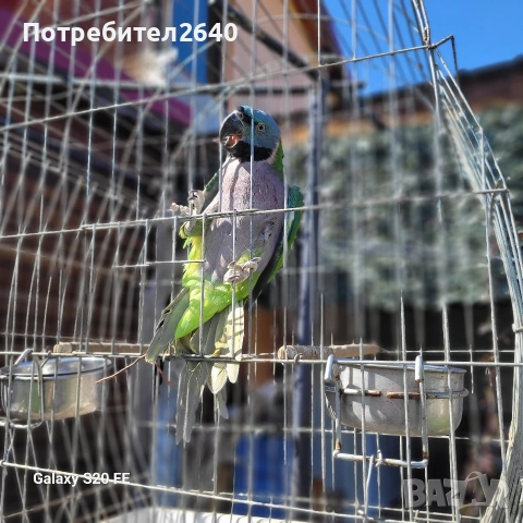 Китайски Александър(Psittacula derbiana), снимка 5 - Папагали - 54227096