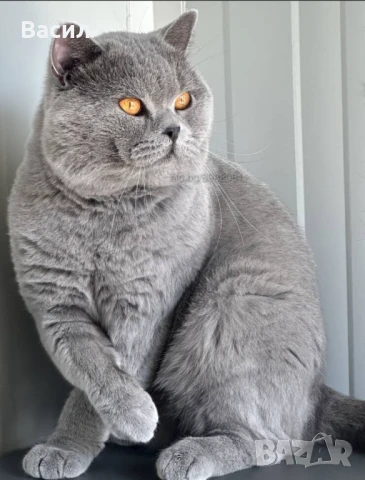 Продавам британски късокосмести котета, снимка 16 - Британска късокосместа - 46684108