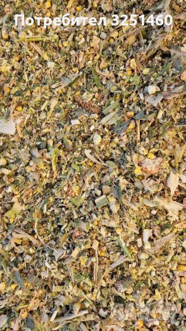 Царевичен силаж, снимка 6 - Крави - 35043966