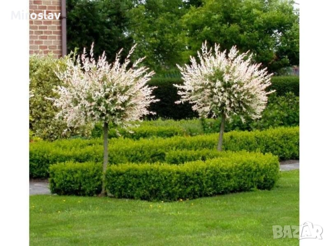 Японска върба , снимка 5 - Градински цветя и растения - 53878338