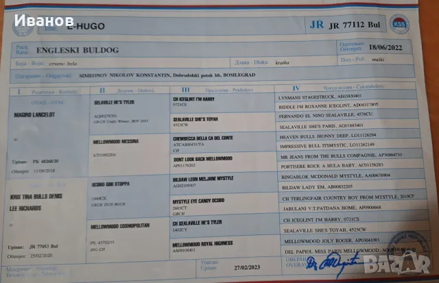 Английски булдог си търси партньорка, снимка 5 - Английски булдог - 49501219