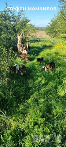 ярета, снимка 6 - Кози - 54345173