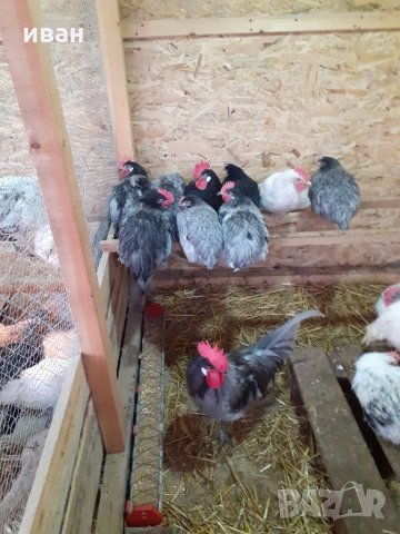 Оплодени яйца от Синьо Брезе, снимка 7 - други­ - 21016170