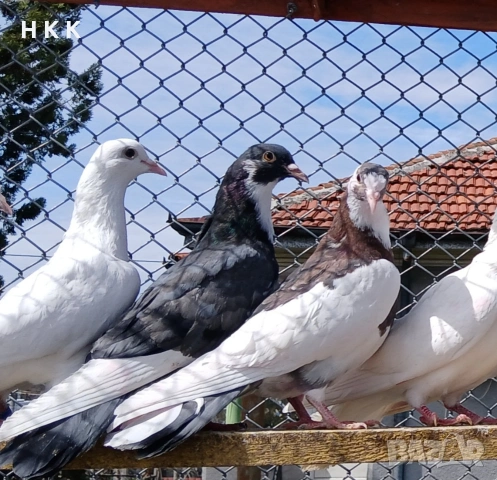 Пазарджишки гълъби , снимка 4 - Гълъби - 54061614