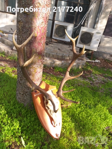 Рога от Елен със стойка, снимка 8 - Декорация за дома - 54117967