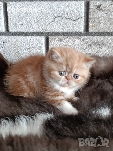 Екзотично късокосместо коте 🐈, снимка 3 - Персийска - 53121459