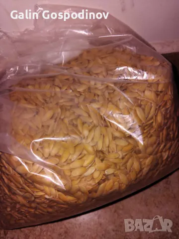 Семена пъпеш Медена роса, снимка 2 - Сортови семена и луковици - 48643376