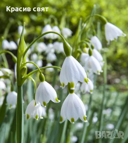 Луковици Блатно кокиче, снимка 2 - Сортови семена и луковици - 56042751