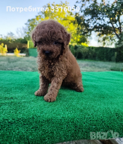 Той пудел, снимка 1