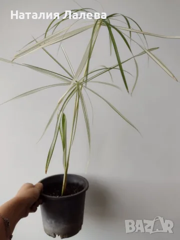 Циперус, водна палма, cyperus variegata, снимка 2 - Стайни растения - 56305288