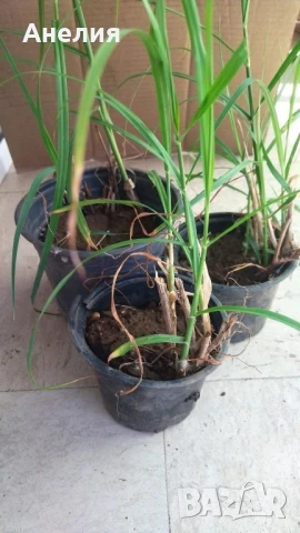 Декоративна трева с бели класове , снимка 3 - Градински цветя и растения - 51234939