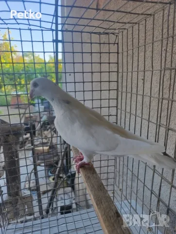 Пощенски гълъби, снимка 4 - Гълъби - 56522467