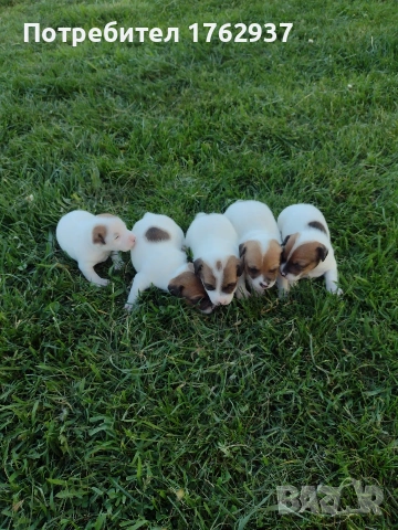 Джак Ръсел Териер 