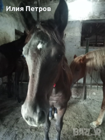 Конче женско 75% фризйка , снимка 2 - Коне - 52164378